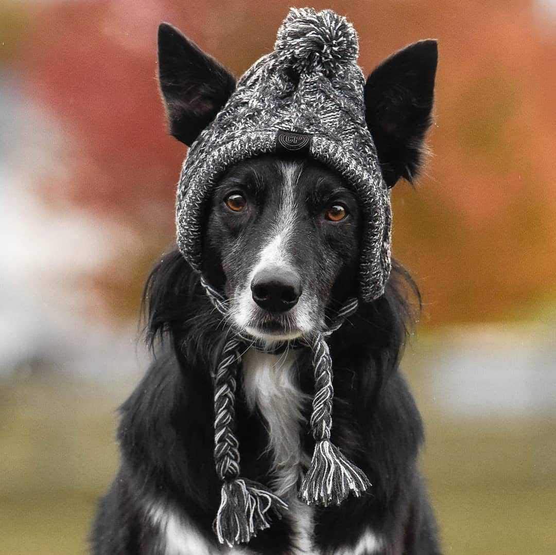polar pom pom hat for dogs